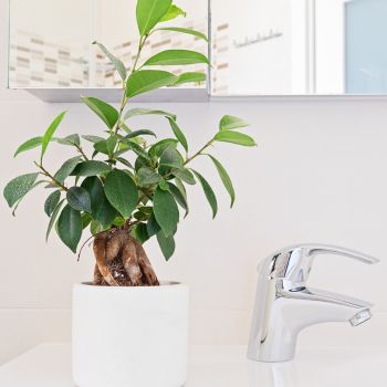Plante verte résistance à l'humidité pour mettre dans une salle de bain